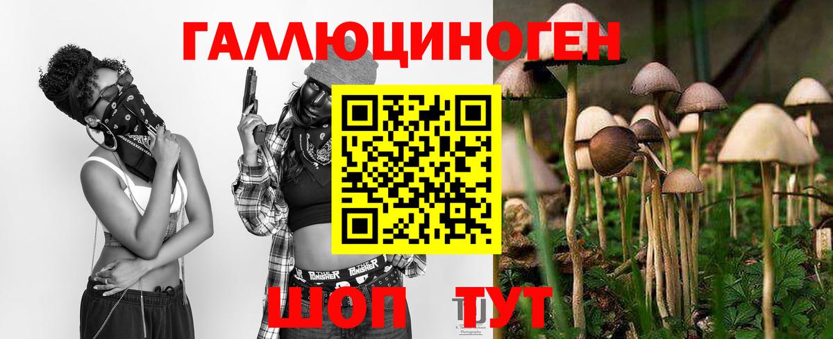 Псилоцибиновые грибы Psilocybe Гусев